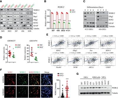 Suppression of Ribosome Biogenesis by Targeting WD Repeat Domain 12 (WDR12) Inhibits Glioma Stem-Like Cell Growth